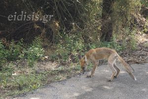 Το κολατσιό της κυρά Μαριώς στο Μεταλλικό;